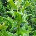 Ilex cornuta feuille